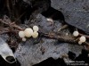 vodnička potoční (Houby), Cudoniella clavus (Fungi)